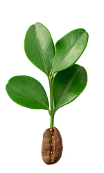 greencoffee