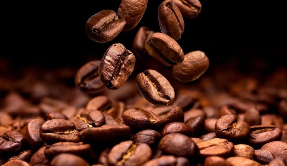 robusta coffee
